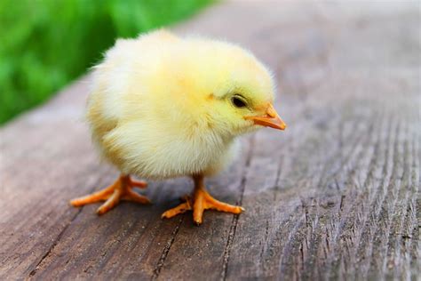 Free Photo Chicks Egg Cute Hatch Ducklings Spring Easter Max Pixel