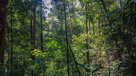 discovering tropical rainforests baldhiker