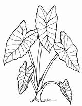 Taro Alocasia Botanical Macrorrhiza Hojas Graphisches Dibujar sketch template