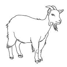 goat coloring pages  adults  wonderful world  coloring