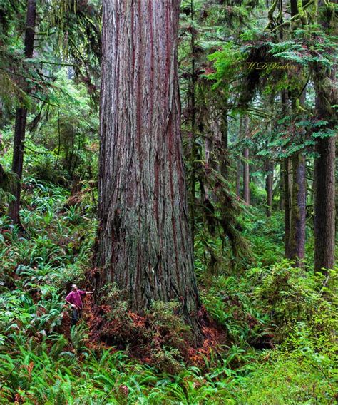 Eden Coast Redwood Redwood National And State Parks Sequoia Sempervirens