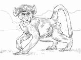 Coloring Monkey Baboon Pages Drawing Baby Spider Chacma Realistic Printable Monkeys Template Baboons Clipart Sketch Categories Results Skip Main Comments sketch template
