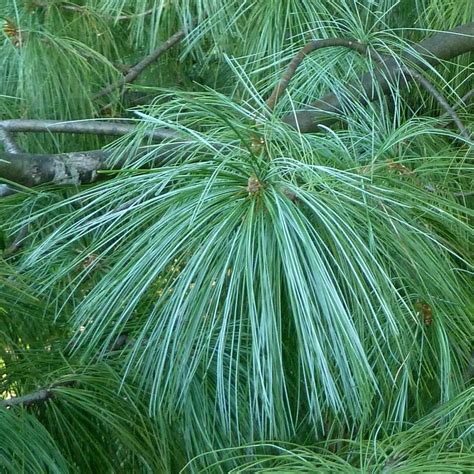 Pinus Wallichiana Pinus Griffithii Pin Pleureur De L Himalaya