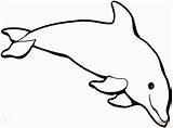 Dolphins Coloring Pages Divyajanani sketch template