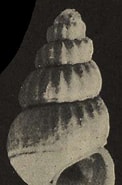 Afbeeldingsresultaten voor Rissoidae Wikipedia. Grootte: 122 x 185. Bron: sv.wikipedia.org