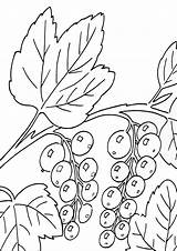 Blueberries Coloring Pages Print Coloringway sketch template