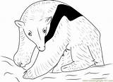 Coloring Tamandua Anteater Northern Coloringpages101 582px 65kb sketch template