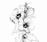 Hibiscus Botanical Kleurplaat Lijn Schets Tekening sketch template