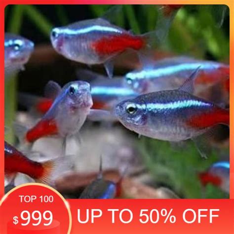 Jual Ikan Hias Neon Tetra 1 Pasang Indukan Shopee Indonesia