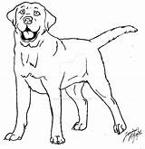 Labrador Canis Simensis sketch template