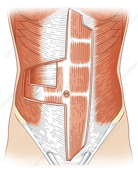 abdominal muscle layers artwork stock image  science