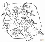 Coloring Thrush Pages Wood Drawing Robin American Printable Silhouettes Getdrawings sketch template