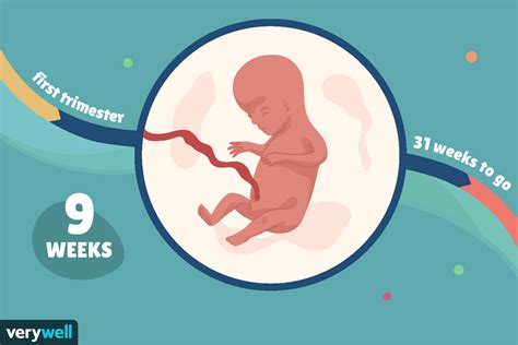 weeks pregnant baby development symptoms