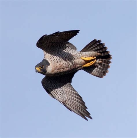 malvern birder peregrines