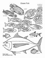 Fish Coloring Ocean Labeled Drawing Pdf Nature Drawings Paintingvalley sketch template