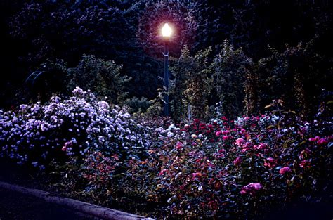 rose garden  night stock photo  image  istock