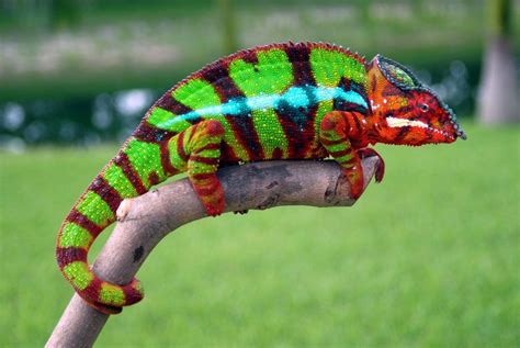 ambilobe panther chameleon google search les reptiles reptiles