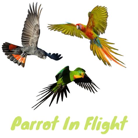 parrot  flight   train  bird   fly awa parrot  flight