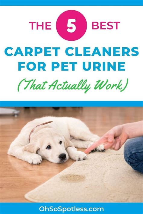 carpet cleaners  pet urine   work carpet
