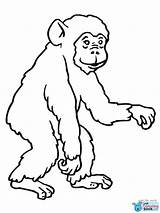Chimpanzee Ausmalbilder Schimpansen Affen Colorare Scimmia Schimpanse Disegno Ausmalbild Ausmalen Scimmie Bonobo Chimp Ausdrucken Szympans Affe Malvorlage Monyet Zeichnen Gorilla sketch template