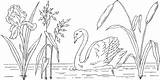 Swan Coloring Cisne Lago Trumpeter Lac Nature Coloriages Tudodesenhos sketch template