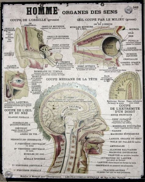 1000 Images About Vintage Anatomy On Pinterest Medical