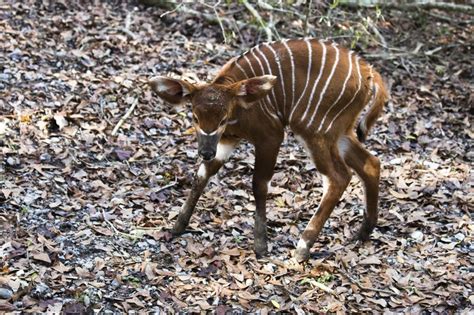 lovable baby bongo born  species survival center  horn news