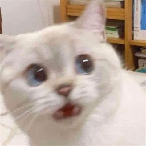 Blurred Surprised Cat Meme Cat Meme Surprised Meme
