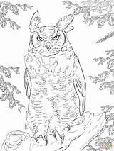 Horned Realistic Ausmalbilder Uhu Owls Ausmalbild Supercoloring Ausdrucken Bird Real Sheets Realistischer Falcon Malgorzata Kitka Kostenlos Detailed sketch template