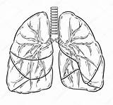 Lungs Drawing Human Drawings Paintingvalley sketch template
