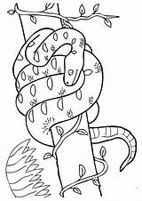 Coloring Pages Snake Boa Trees Lives Animals Constrictor Coloringbay Books Choose Board Cobra sketch template