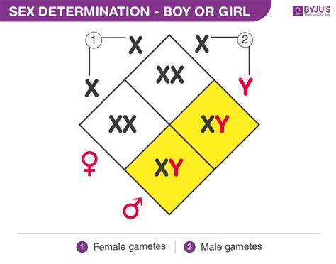 determination of sex determination of twins and multiple births