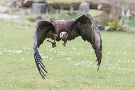 beekse bergen roofvogelshow bergen