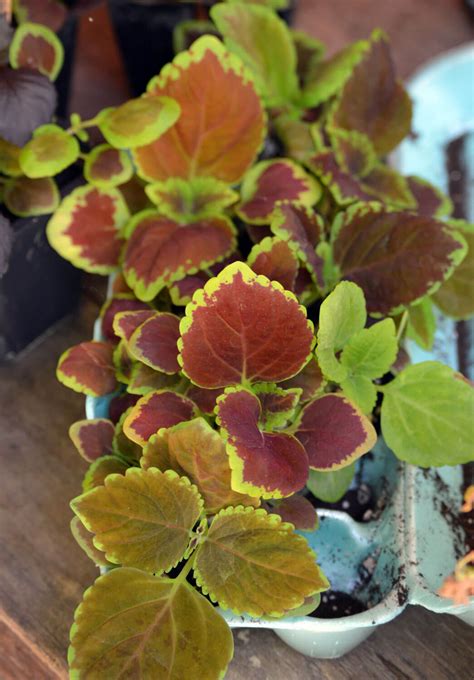 coleus colorful shade plants easily grown  seed  cuttings