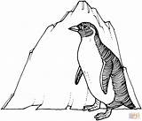 Pinguin Pingouin Penguins Pinguim Emperor Kleurplaten Ausmalbild Mewarnai Eisberg Pinguini Desenho Print Pinguino Albumdecoloriages Iceberg Disegno Sedang Mencari Anaknya Bingung sketch template