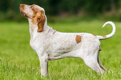 bracco italiano dog breed information