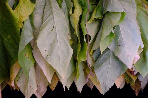 grow  cure tobacco  home dengarden