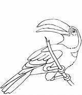 Toucan Coloring Pages Perched Color Printable Supercoloring Keel Billed Drawing sketch template