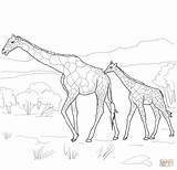Coloring Giraffe Baby Pages Mother Drawing Animals Realistic Adults Mom Printable Moms Color Print Easy Cute Supercoloring Coloringbay Giraffes Super sketch template