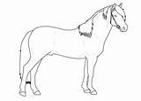 Connemara Lineart Stallion sketch template