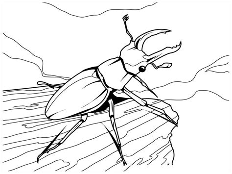 insect coloring pages kidsuki