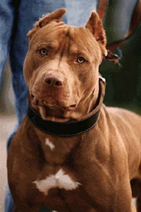 red nose american pitbull terrier unlimitedaceto