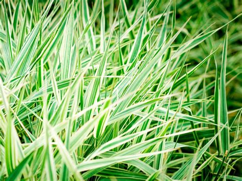 care  ribbon grass   plant ribbon grass plants