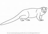 Mongoose Draw Drawing Drawings Learn Paintingvalley Step Animals sketch template