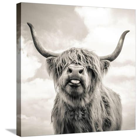 close  portrait  scottish highland cattle   farm animals