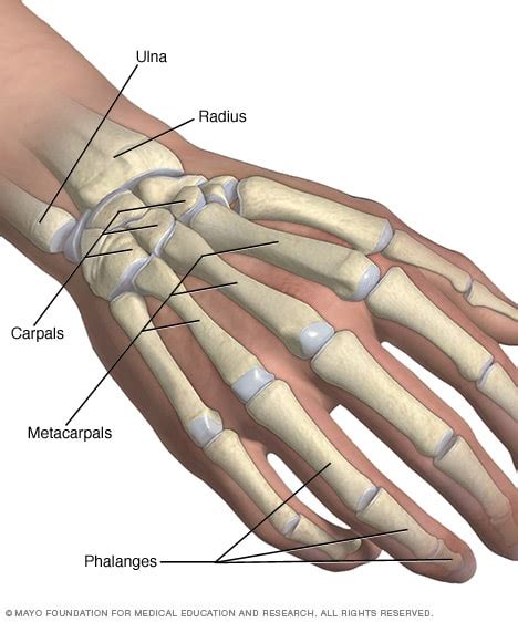 hand  wrist bones mayo clinic
