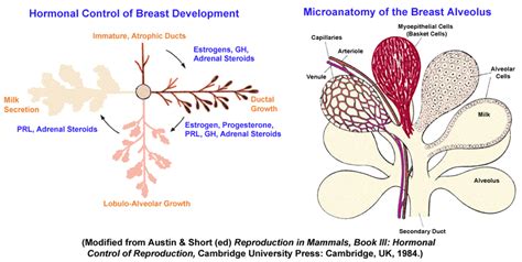 breast arousal stages