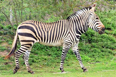 zebra  stock  pictures  stitches