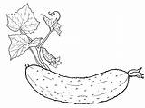 Cucumber Coloring Pages Vegetables Raskraska Fruit Fruits sketch template