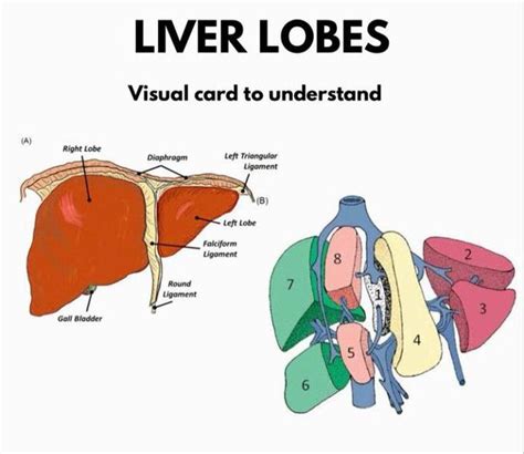 lobes   liver medizzy